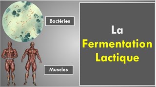 La Fermentation Lactique [upl. by Joachim]