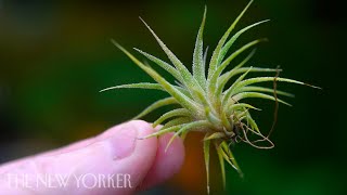 How Air Plants Grow Without Soil  The New Yorker [upl. by Cara]