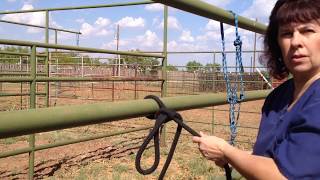 Horses How To Tie A Quick Release Knot [upl. by Burleigh832]