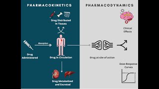 Pharmacodynamics and Pharmacokinetics  A rapid review [upl. by Psyche956]