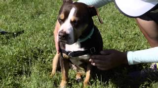 Easy Walk Harness Review by Dogwalker World [upl. by Aihsetan]