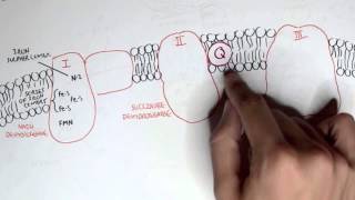 PART I  Oxidative Phosphorylation Electron Transport Chain [upl. by Jessy]