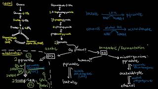 BIOCHEM 39  Fates of Pyruvate Aerobic vs Anaerobic [upl. by Tyrone]