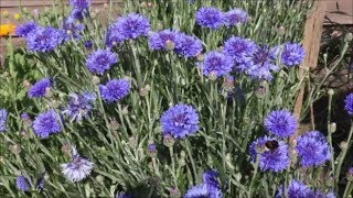 How to Grow Cornflowers from Seed [upl. by Ocir]