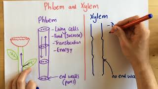 Phloem and Xylem  p49 Foundation p48 [upl. by Spain]