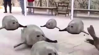 Bouncing seals 1 hour [upl. by Alimat]