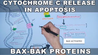 Mechanism of Cytochrome C Release from Mitochondria [upl. by Melvina]