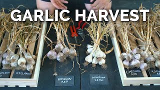 How to Grow Garlic  Garlic Scapes Harvesting amp Curing Part 3 [upl. by Yllas699]