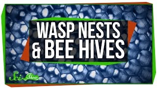 Wasp Nests and Bee Hives [upl. by Esertak]