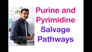 Purine and Pyrimidine Salvage Pathway [upl. by Trever812]