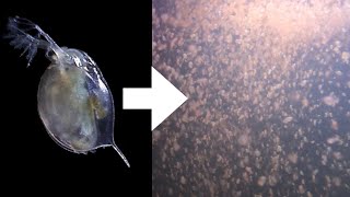 How I Culture Daphnia [upl. by Aicsile846]