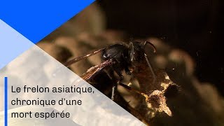 Le frelon asiatique chronique dune mort espérée  Documentaire CNRS [upl. by Musihc]