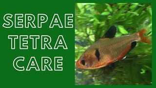 Serpae Tetra Care Guide Red Minor Tetra [upl. by Ainotna]