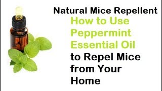 Natural Mice Repellent How to Use Peppermint Essential Oil to Repel Mice from Your Home [upl. by Golter]