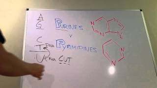 Purines vs Pyrimidines [upl. by Luci]