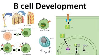 B cell development [upl. by Hamilah]