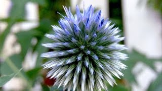 Globe Thistle Echinops  Gardening 101 by Dr Greenthumb [upl. by Hazrit]