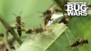 Green Ants Vs Paper Wasps  MONSTER BUG WARS [upl. by Nylauqcaj]