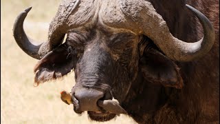 Redbilled Oxpeckers on African Buffalo [upl. by Kaleena683]