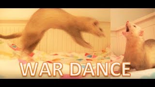 Ferret War Dance Compilation 1 [upl. by Beaufert]