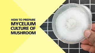 How to Prepare Mycelium Culture of Mushroom Part 24 [upl. by Donia]