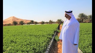 Agriculture in UAE deserts is possible and profitable [upl. by Tnahs]