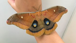 Fuzzy Giant Silk Moth Polyphemus Moth [upl. by Yuzik]