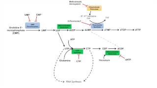 Pyrimidine Synthesis and Salvage Pathway [upl. by Gibeon636]