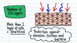 Classification of Epithelia  Drawn amp Defined [upl. by Rednael]