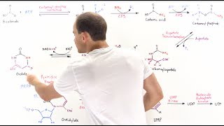 Pyrimidine Synthesis [upl. by Greeson]