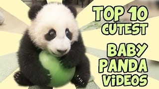 How to draw a Panda 🐼 Easy Panda Drawing [upl. by Happ]