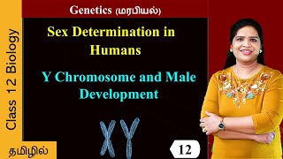 Y Chromosome and Male Development [upl. by Constantia497]