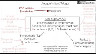 Drugs for Asthma Treatment [upl. by Laniger]