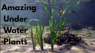 Amazing Under Water Plants  Aquatic Plants [upl. by Dong]