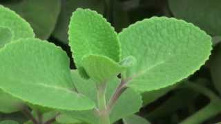 Cuban Oregano Plectranthus amboinicus [upl. by Buckie]