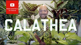 All you need to know about Calathea [upl. by Kimber]