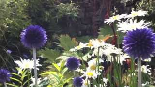 Echinops The Globe Thistles [upl. by Arlynne]