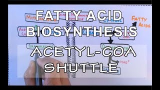 Acetyl COA Shuttle  Fatty Acid Biosynthesis  Part I [upl. by Kopple]