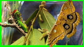 Polyphemus Silk Moth Life Cycle Part 1  Giant Silk Moth [upl. by Ardnasil]