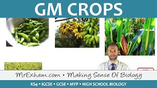 GM Crops  GCSE Biology 91 [upl. by Reede]