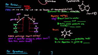 Purine and Pyrimidine Nucleotide Biosynthesis [upl. by Ahsemaj99]