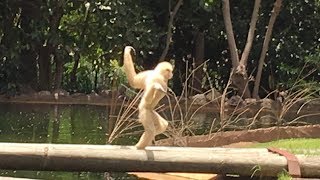 Gibbon Running Around  Very Funny  Palmitos Park July 2018 [upl. by Nerral]