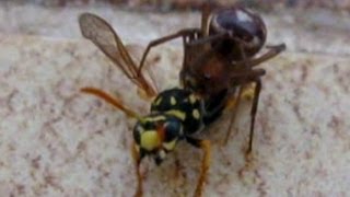 Spider Vs Wasp  Incredible Fight [upl. by Itsirhc]