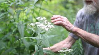 Boneset Eupatorium perfoliatum [upl. by Roselane209]