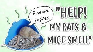 HOW TO REDUCE RAT amp MOUSE ODOUR  Rodent replies [upl. by Rehprotsirhc]