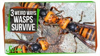 3 Wasps That Will Do Anything to Survive [upl. by Siaht]