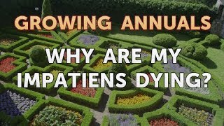 Why Are My Impatiens Dying [upl. by Oca844]