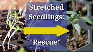 Fix Leggy Seedlings [upl. by Lednar]