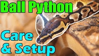 How to Care for Ball Pythons [upl. by Atsev]