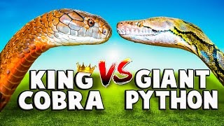 King Cobra VS Reticulated Python [upl. by Yvan953]